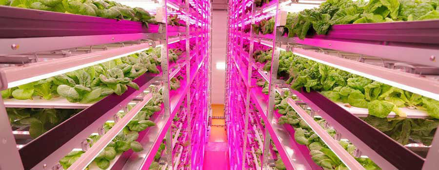 How to Shop for Grow Lights for Indoor Gardening