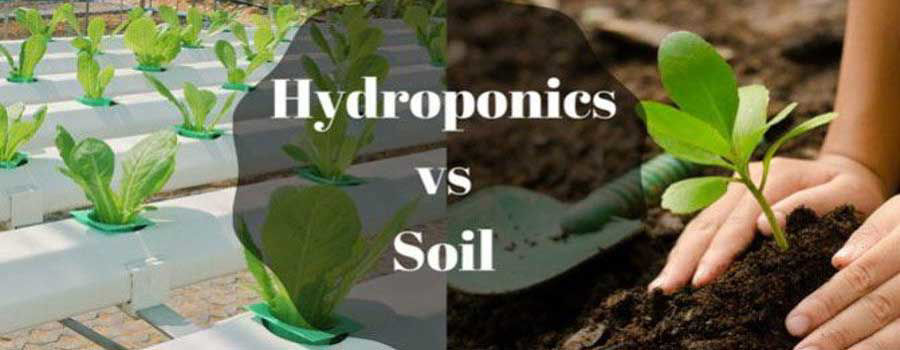 Hydroponics vs Soil