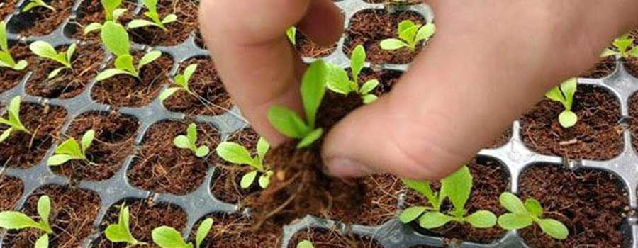 Grow Plants Hydroponically from Seeds