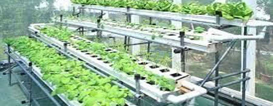 Advantages of Hydroponic Gardening