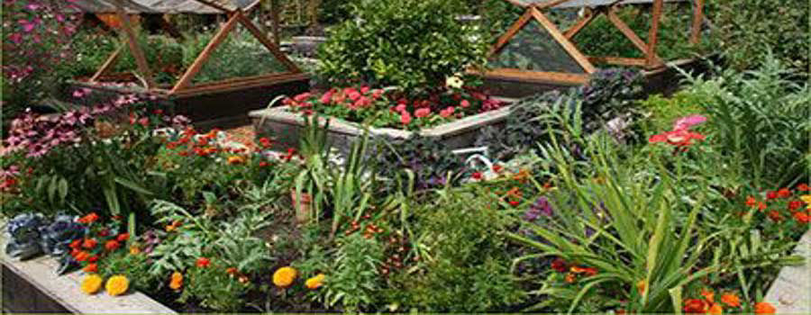 Why start a home garden?