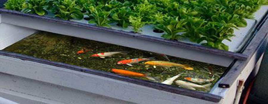 Why consider DIY aquaponics?