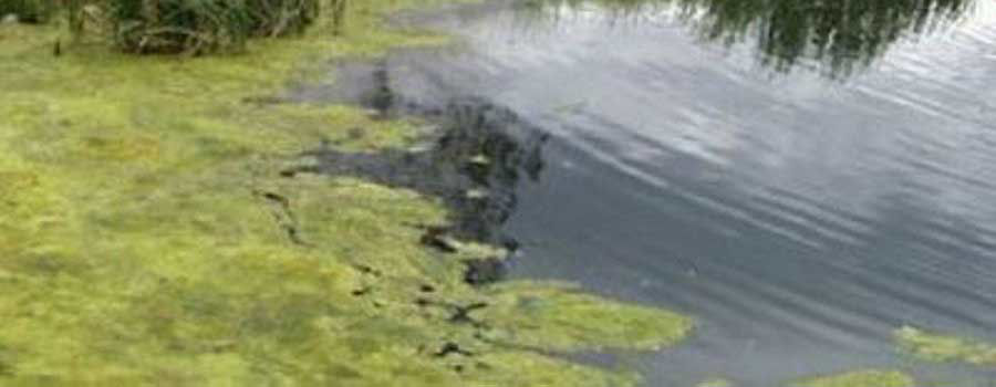 The different methods of pond algae control