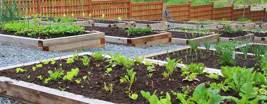 Benefits of home gardening