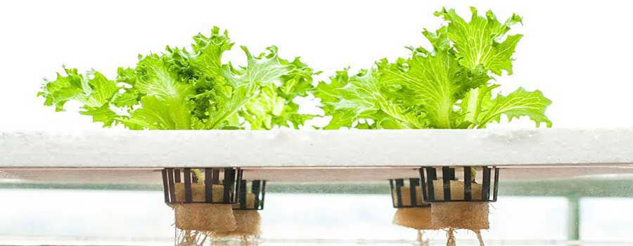 The easiest plants to grow with aquaponics