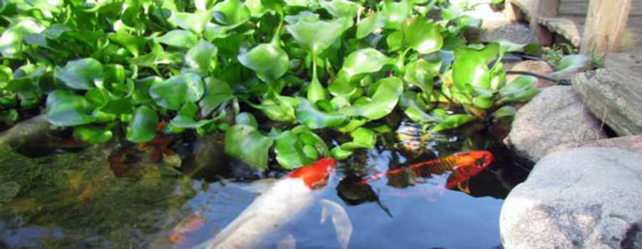 Ideal plants for koi pond