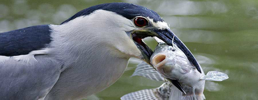 How to keep koi safe from predators