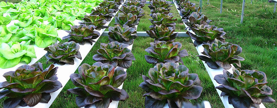 Best vegetables you can grow with hydroponics