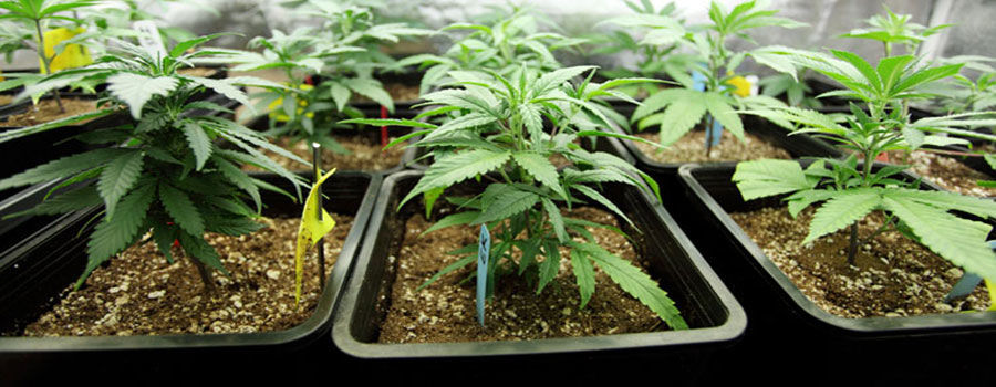 Top 10 crops for pot