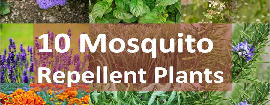 11 Mosquitoes Repellent Plants