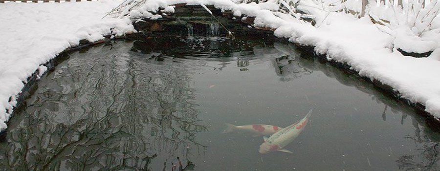 Tips for caring your koi pond during winter