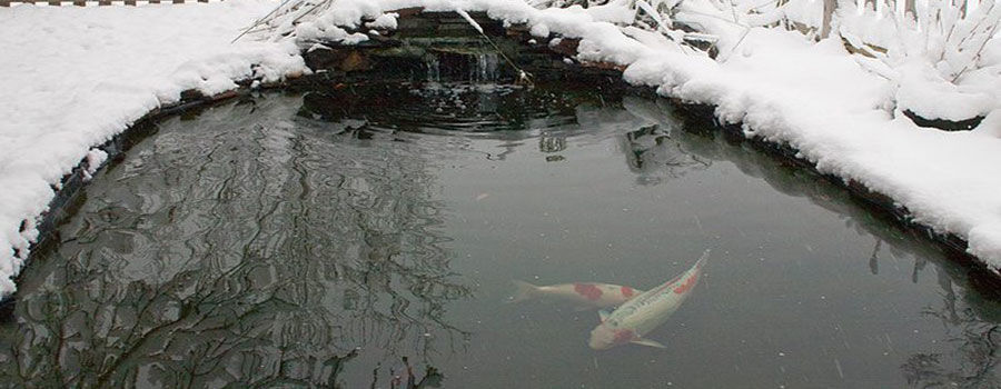 Koi 2025 pond freezing