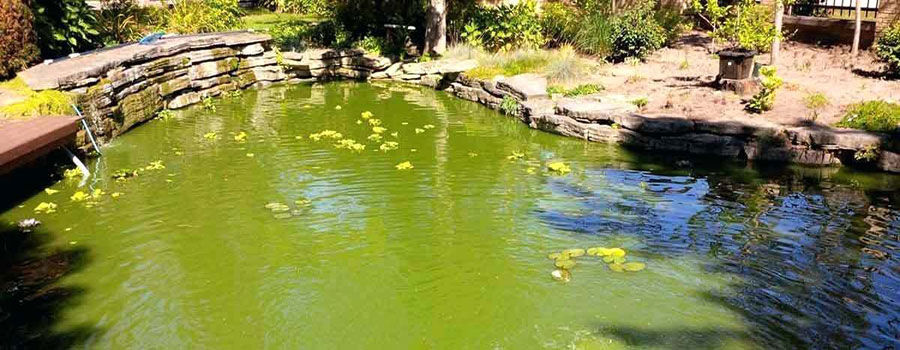 Getting rid of pond algae