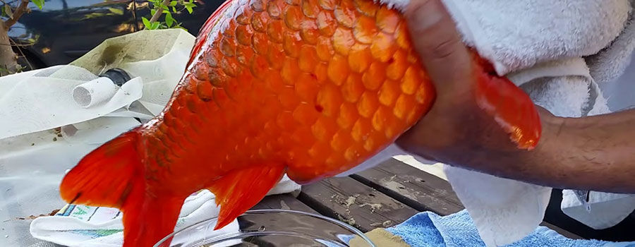 How to breed koi fish