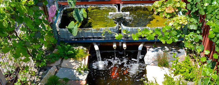 How to make an aquaponics pond system