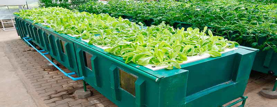 How to build an aeroponics system