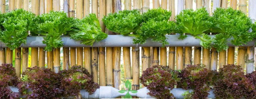 How to setup a homemade hydroponics system