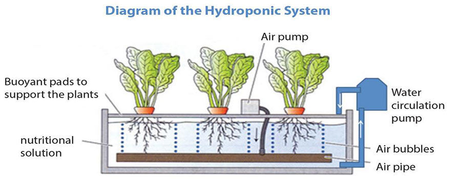 Major Difference Between Hydroponics, Aeroponics, and Aquaponics