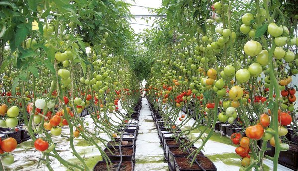 tomatoes in hydroponic gardening