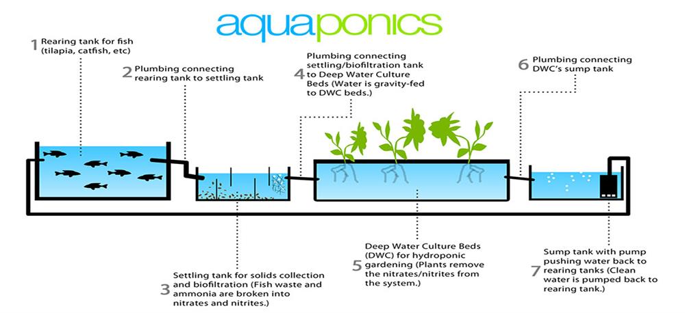 difference between hydroponics, aeroponics, and aquaponics