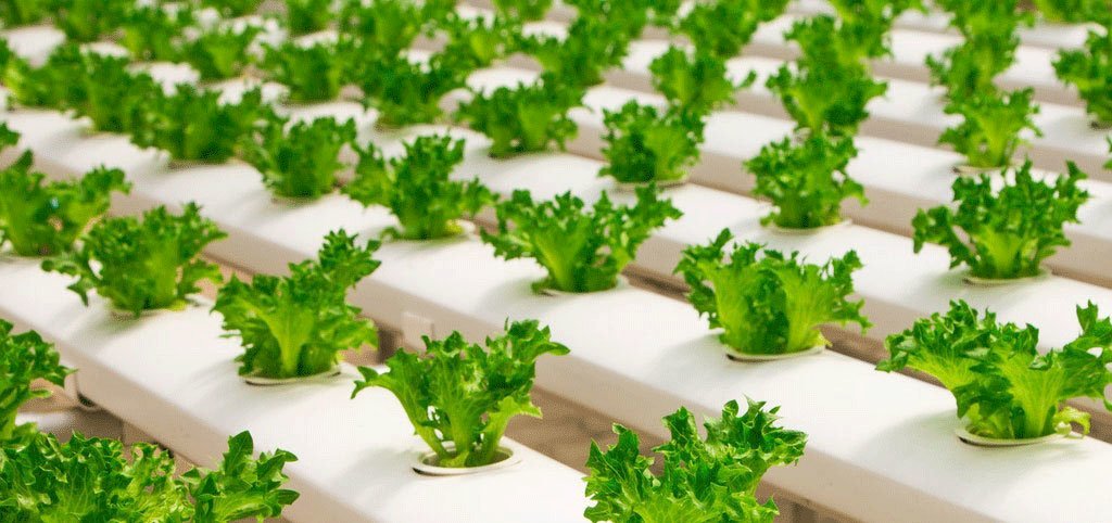 young green lettuce in hydroponic system
